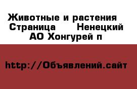  Животные и растения - Страница 30 . Ненецкий АО,Хонгурей п.